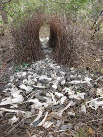 Great bowerbird bower