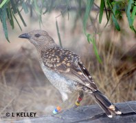 great bowerbird