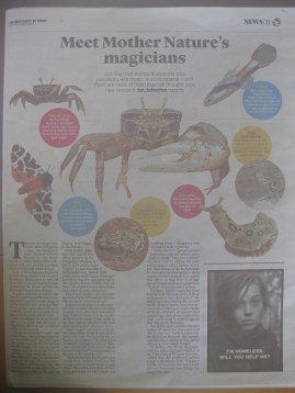 Animal illusion and confusion